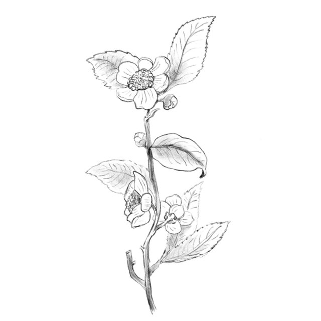 Ilustración planta del te